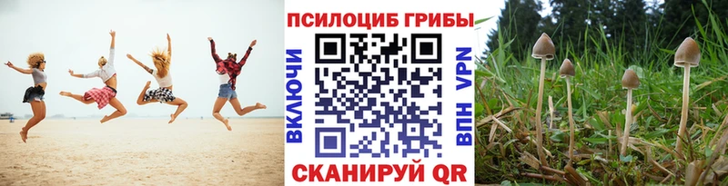 блэк спрут зеркало  Михайловск  Псилоцибиновые грибы мицелий 